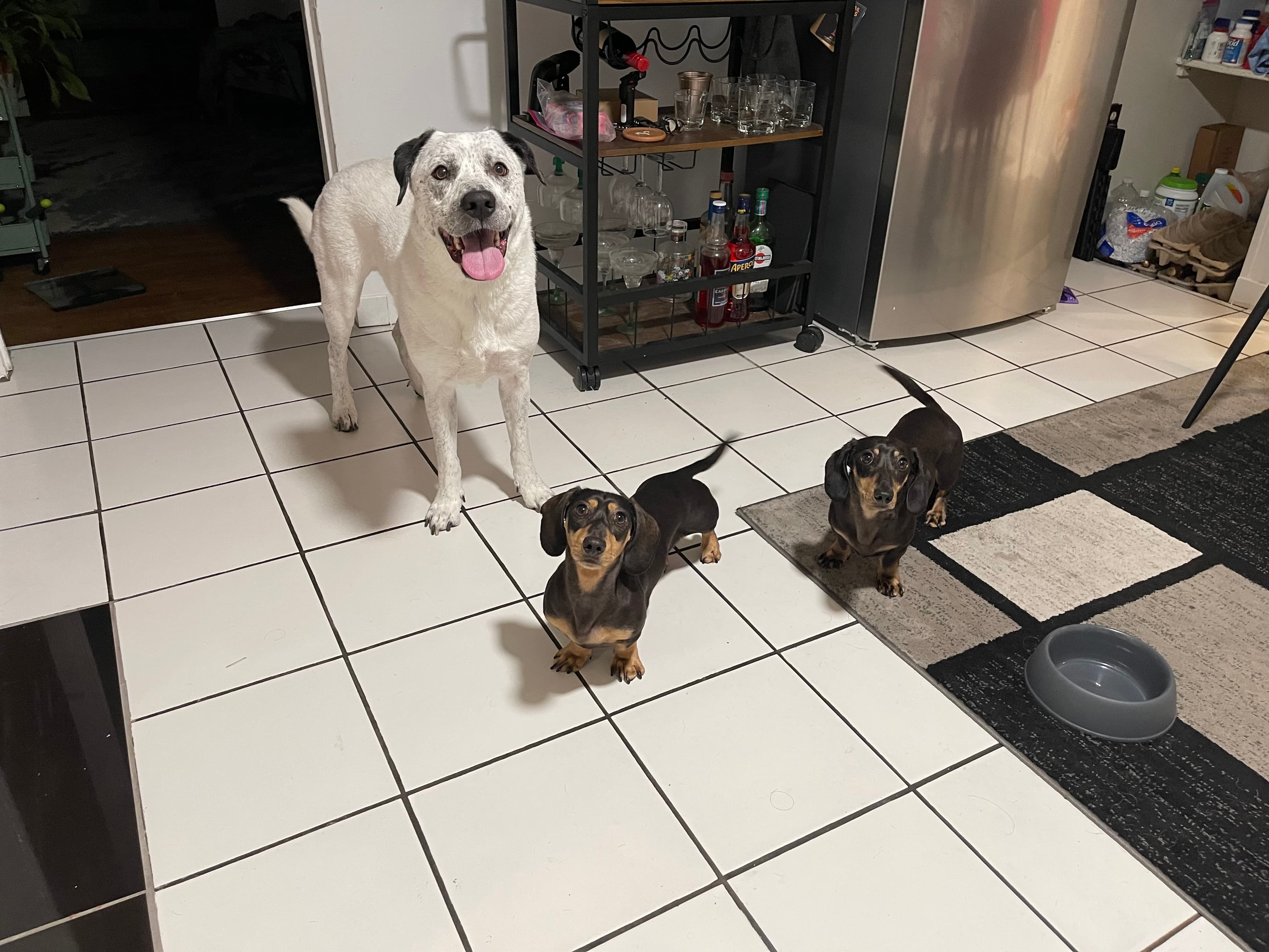 Dogs relaxing during their boarding stay at Top Dawg Pet Care