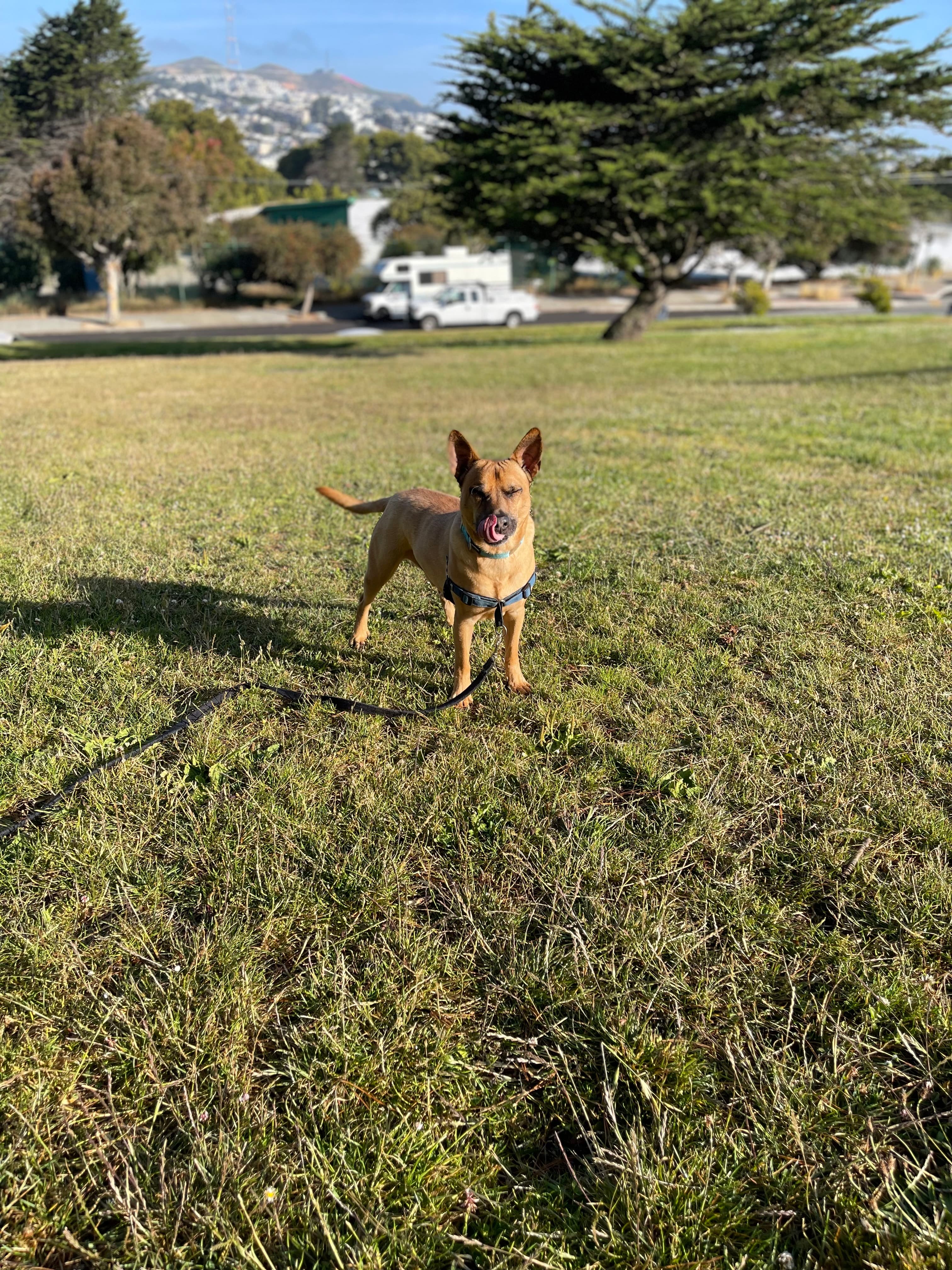 Happy dog