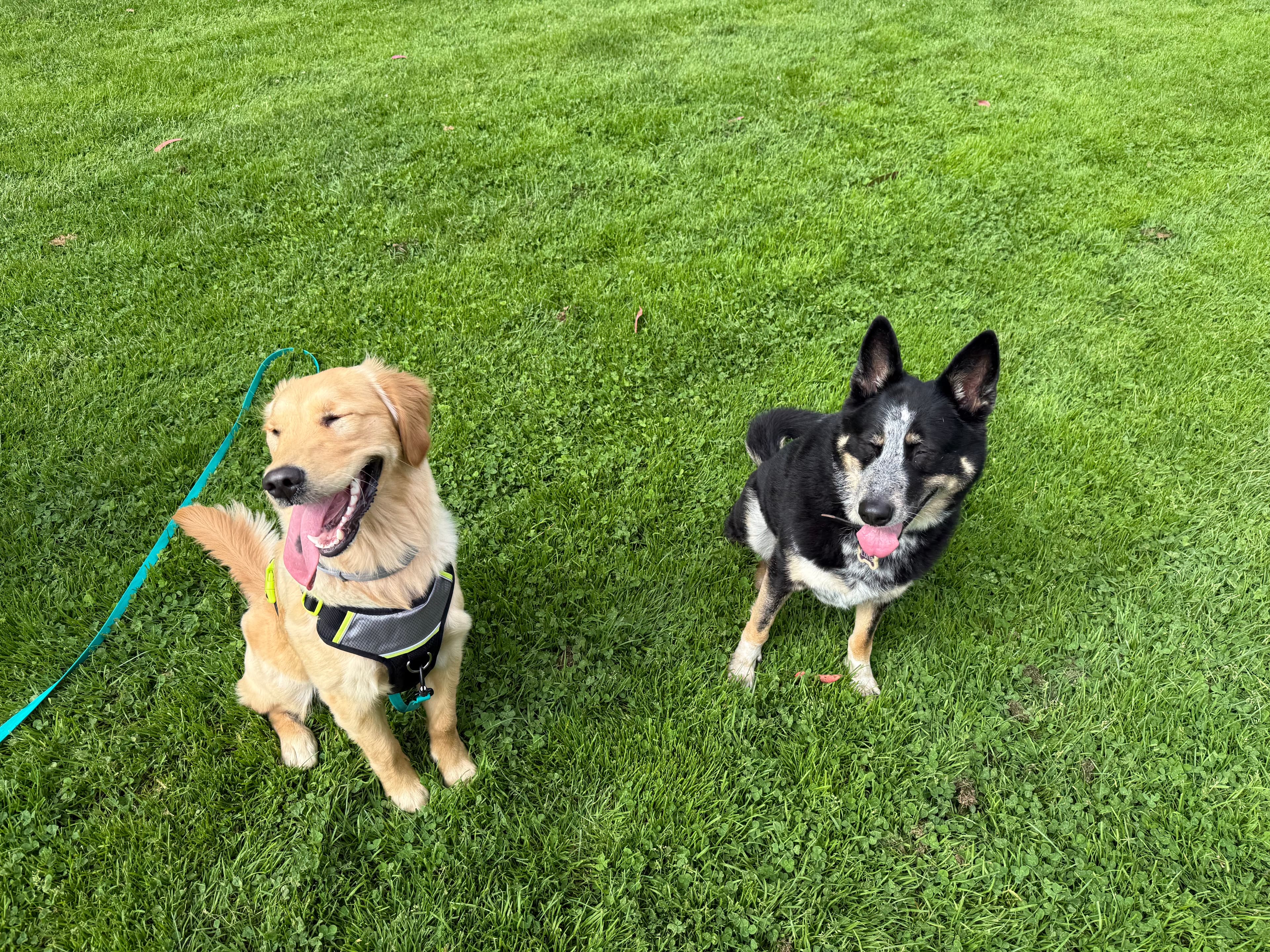 Happy dog