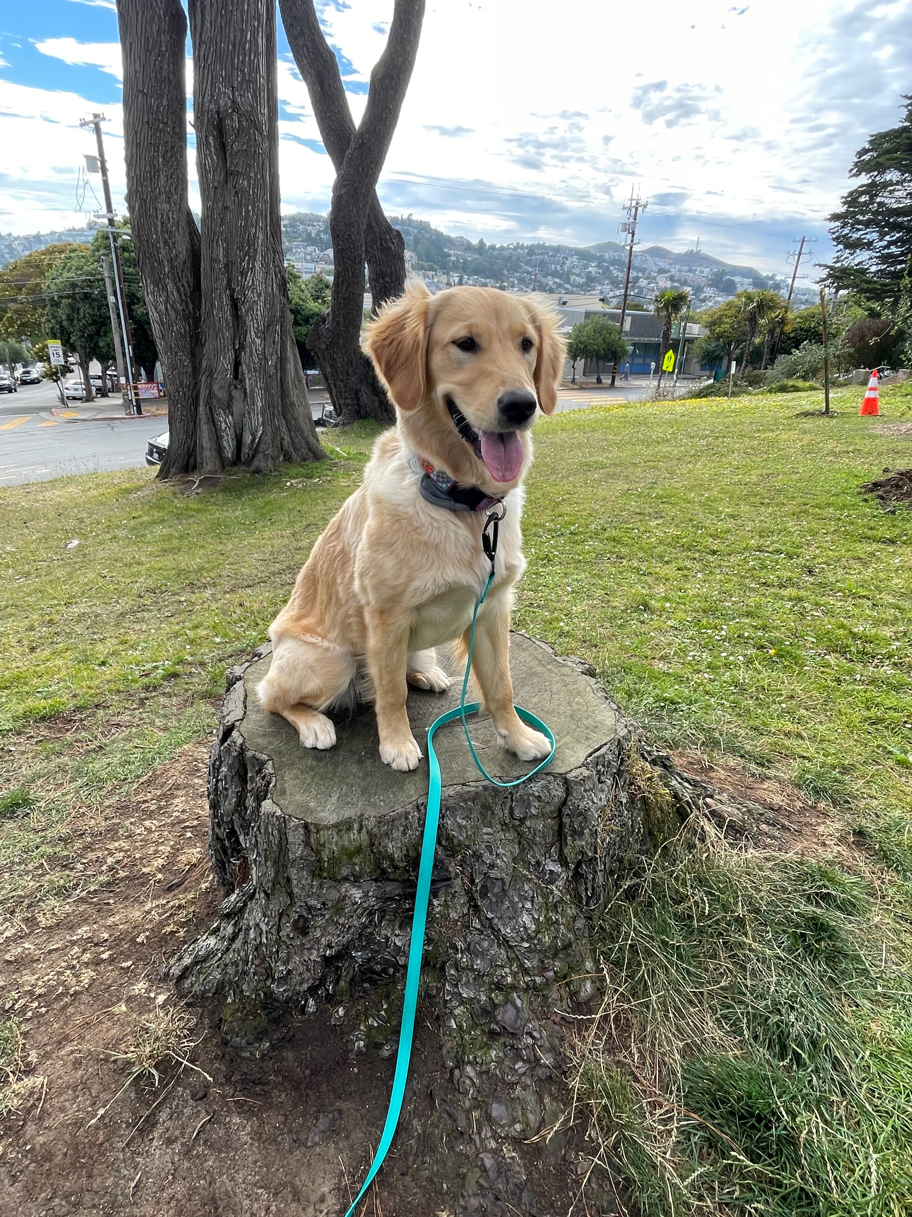 Happy dog