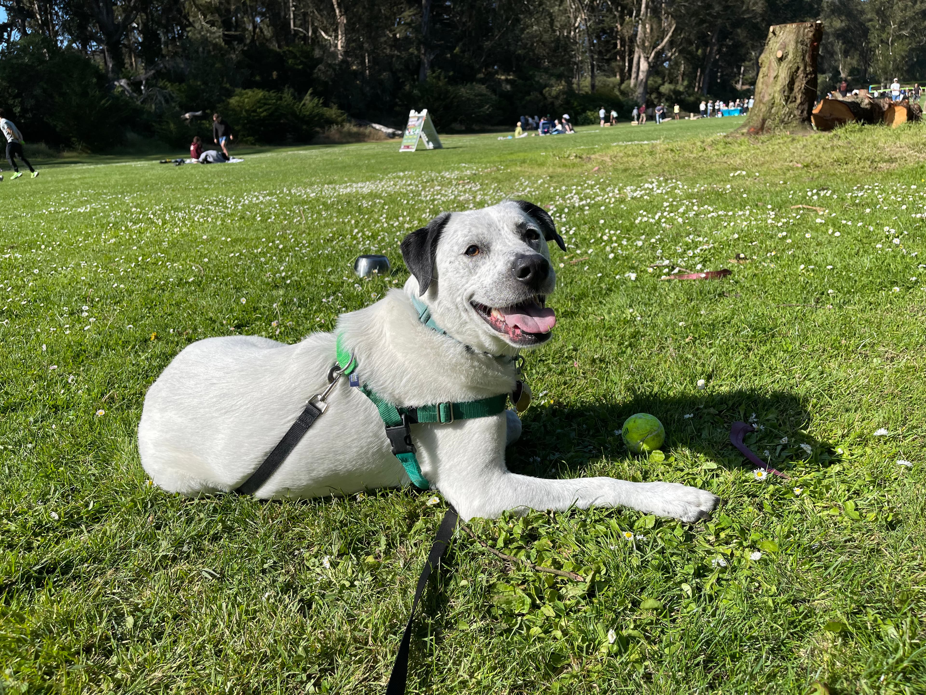 Happy dog