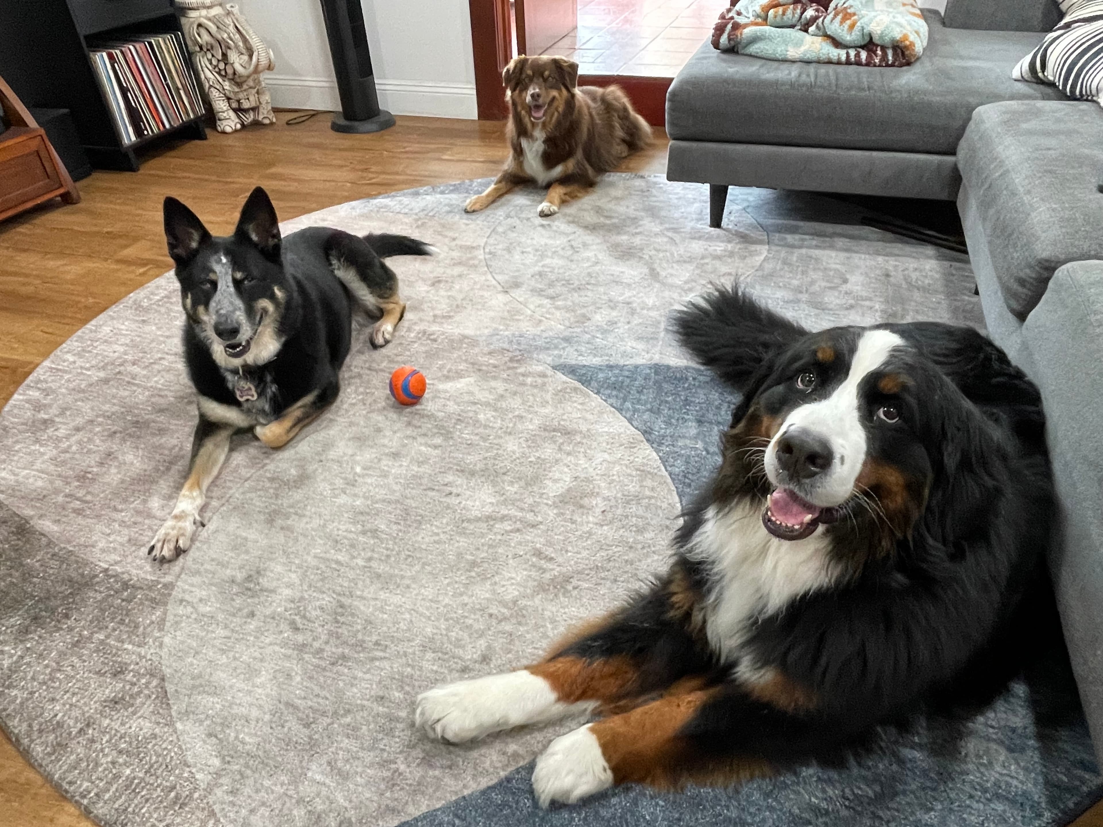 Dogs relaxing at Top Dawg Pet Care