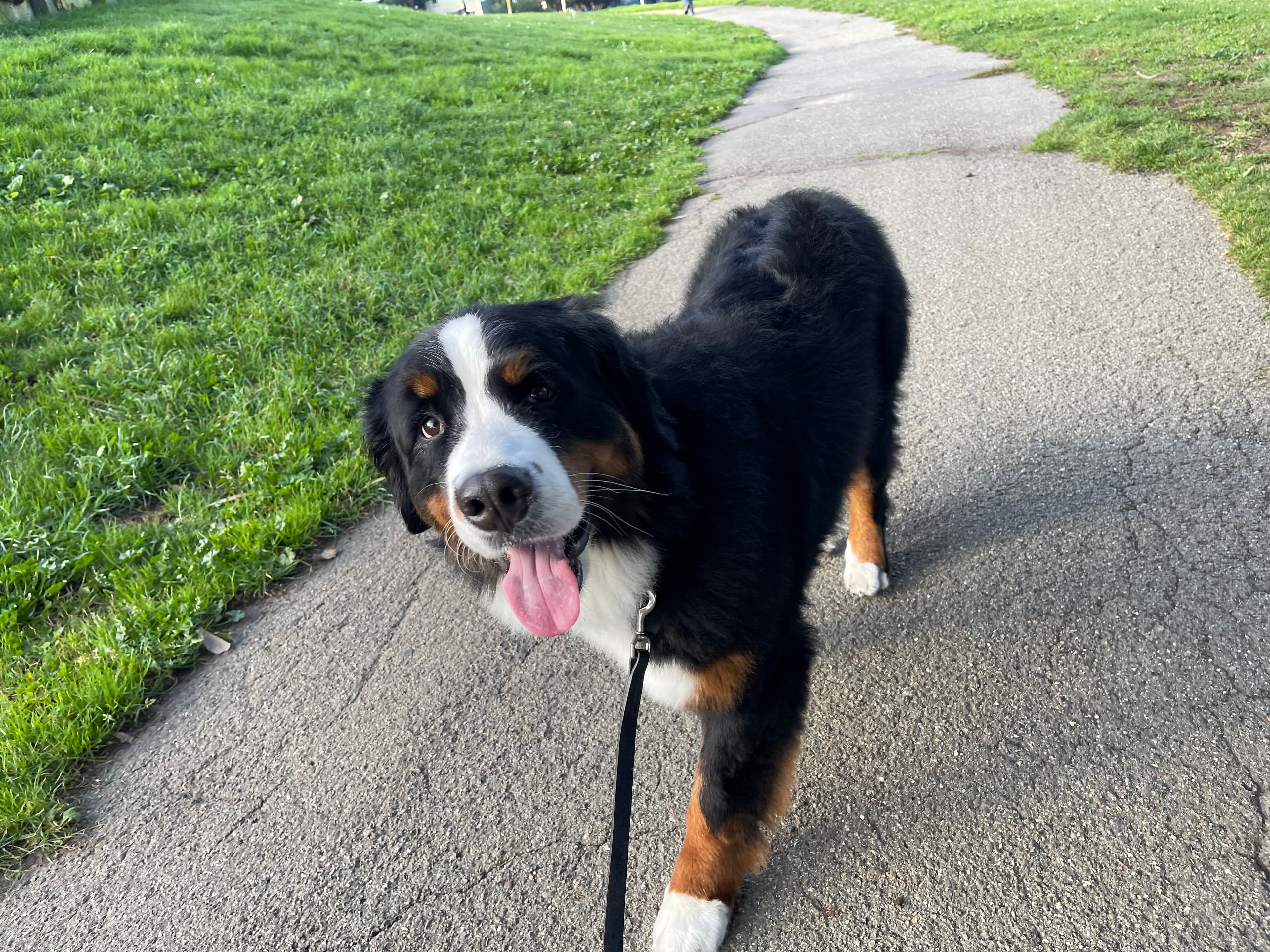 Happy dog