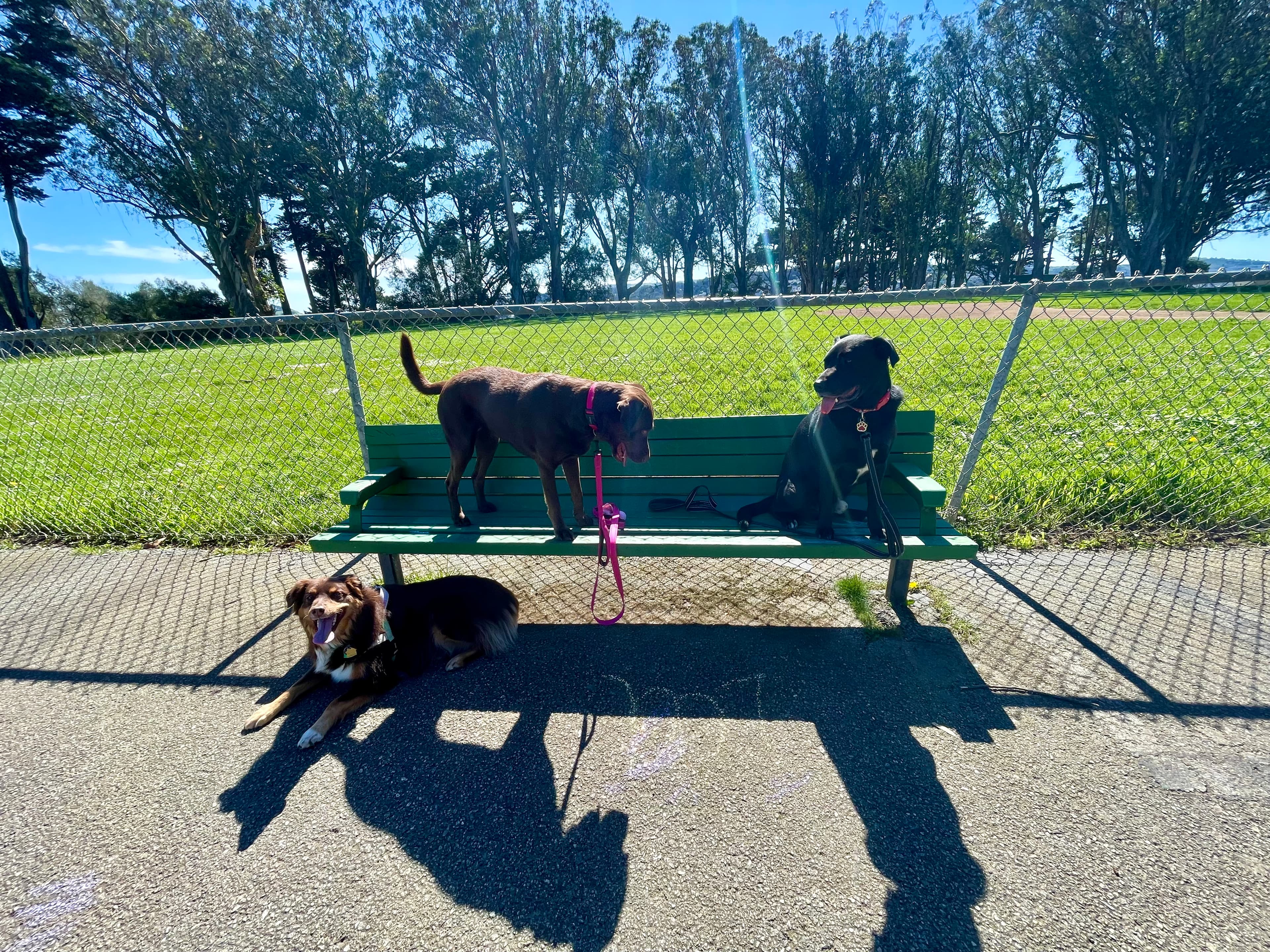 Happy dog