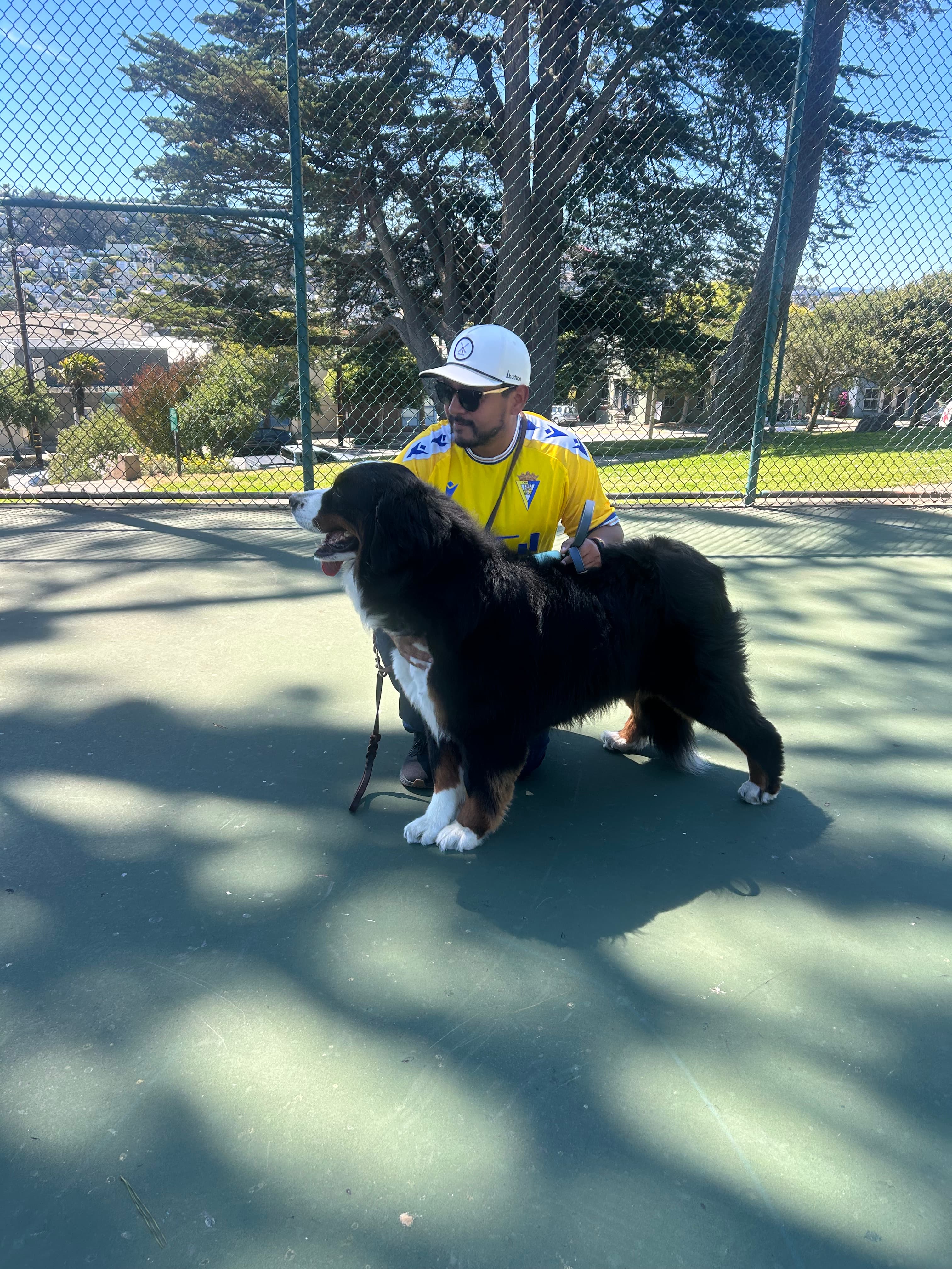 Dogs walking in San Francisco