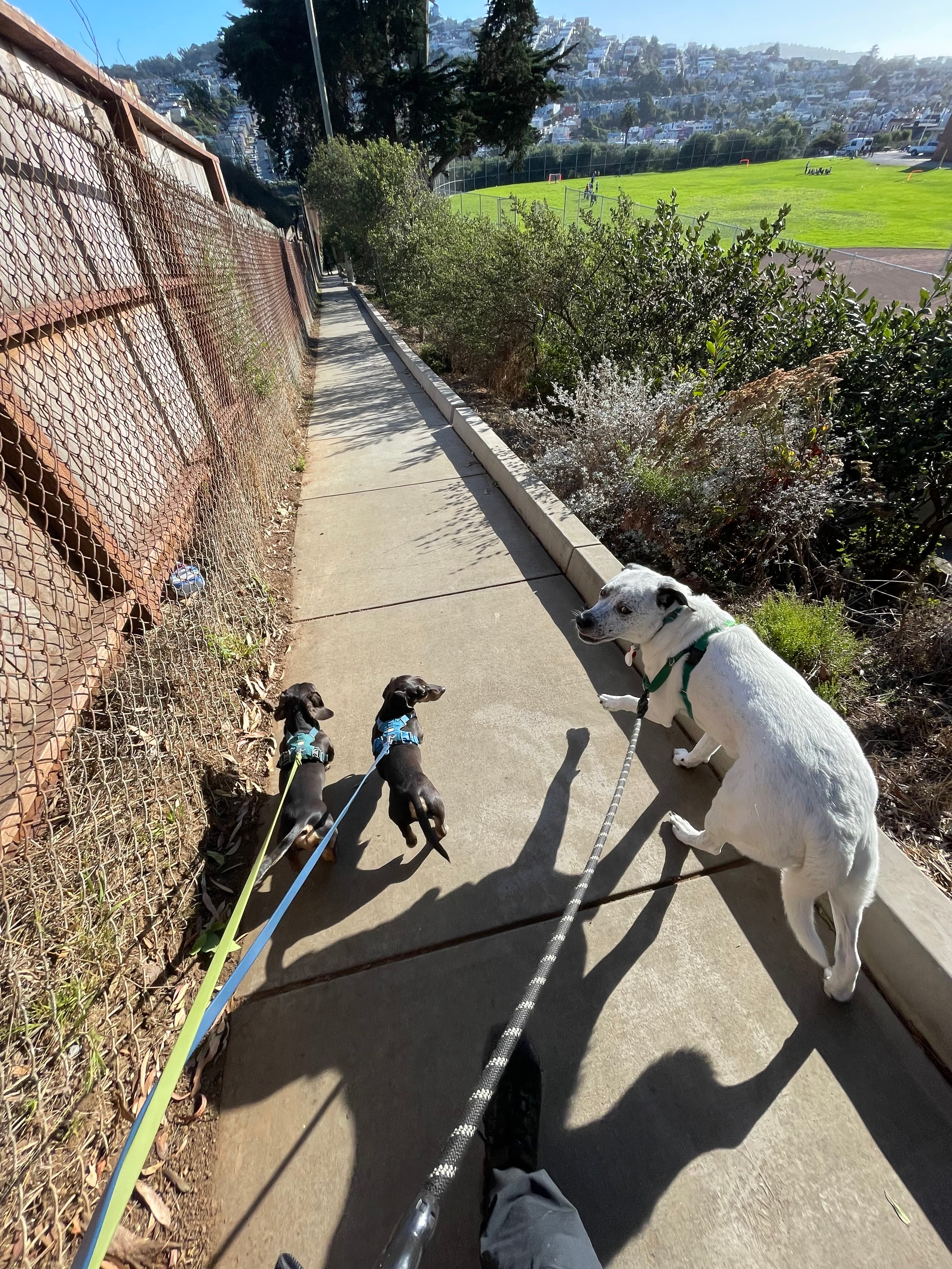 Dogs walking in San Francisco